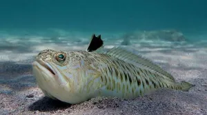 (VIDEO) Splićanin kod Hvara ulovio krakena: Borba trajala 20 minuta, velika je gotovo kao ja!