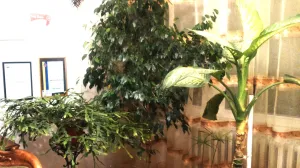 Urbano drveće je dobrobit, ali i opasnost za građane ako se ne održava pravilno Urbano drveće je dobrobit, ali i opasnost za građane ako se ne održava pravilno