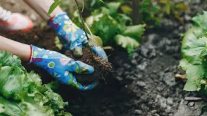 Biljke vam venu zimi uprkos svemu? Ovaj kuhinjski sastojak ih vraća u život za samo 24 sata