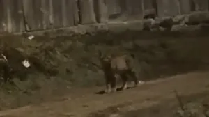 (VIDEO) Umjesto prvog poljupca – šok: Jedan potez mladoženje iz Srbije razbjesnio region