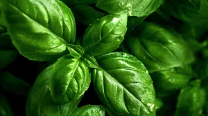 Snijeg, mraz, niska temperatura? Nikakav problem – ove biljke cvjetaju i u najhladnijim danima