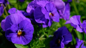 Uzgajate paradajz u domu? Uz ove trikove ćete dobiti najsočnije plodove