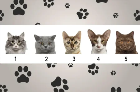 Test ličnosti: Odaberite jednu mačku sa ilustracije i otkrijte vašu najdublju osobinu