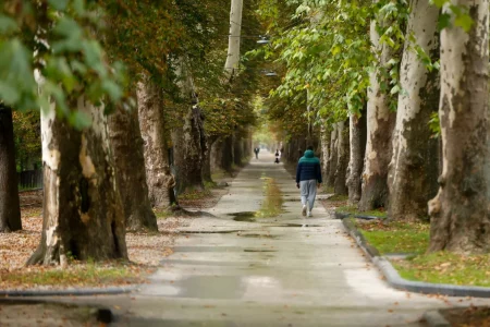 Upravljanje urbanim stablima je daleko više od prioriteta
