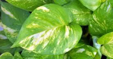 Počnite 2026. sa srećom: Ove biljke donose pozitivnu energiju u dom