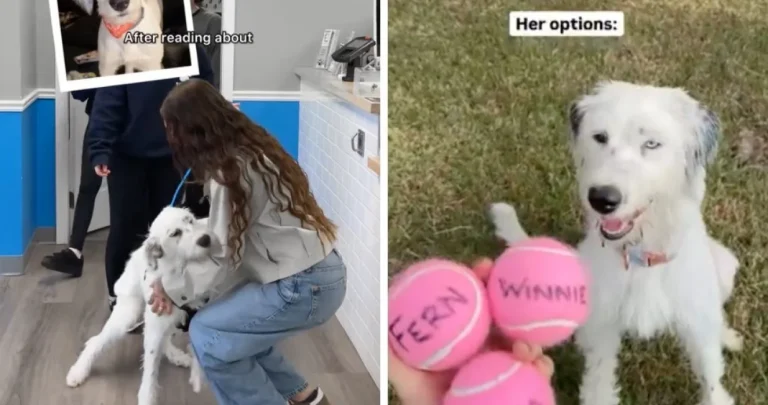 Prešla pola svijeta kako bi udomila psa kojeg je vidjela na internetu: Odmah joj je skočio u zagrljaj Prešla pola svijeta kako bi udomila psa kojeg je vidjela na internetu: Odmah joj je skočio u zagrljaj