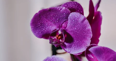 Zalivate orhideje pogrešno cijeli život: Jednostavan trik iz zamrzivača