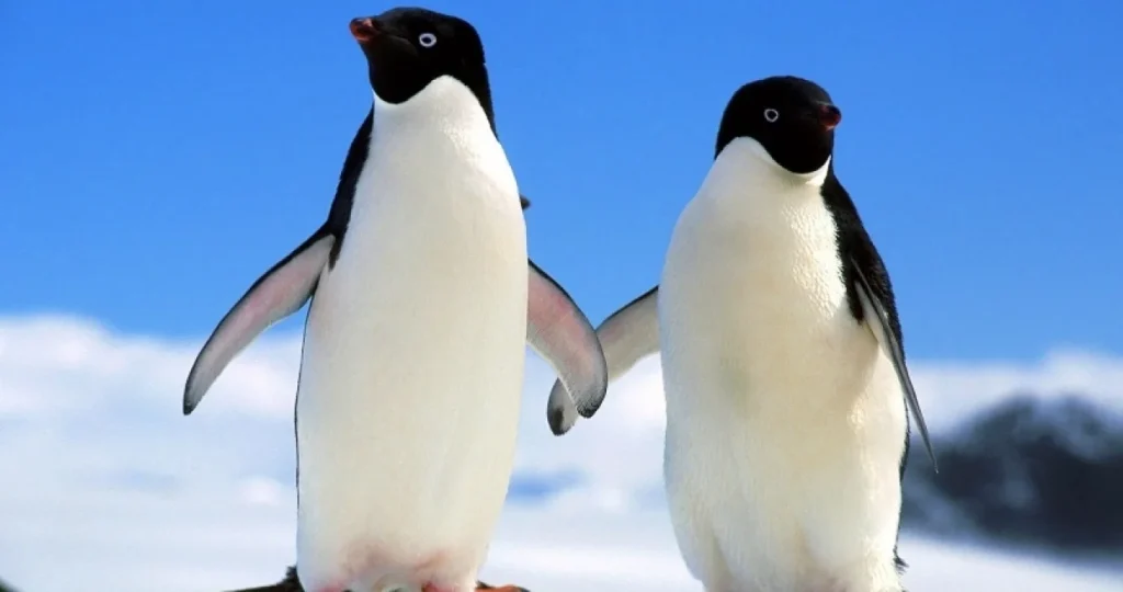Pingvini ubrzavaju sezonu parenja zbog zagrijavanja Antarktika