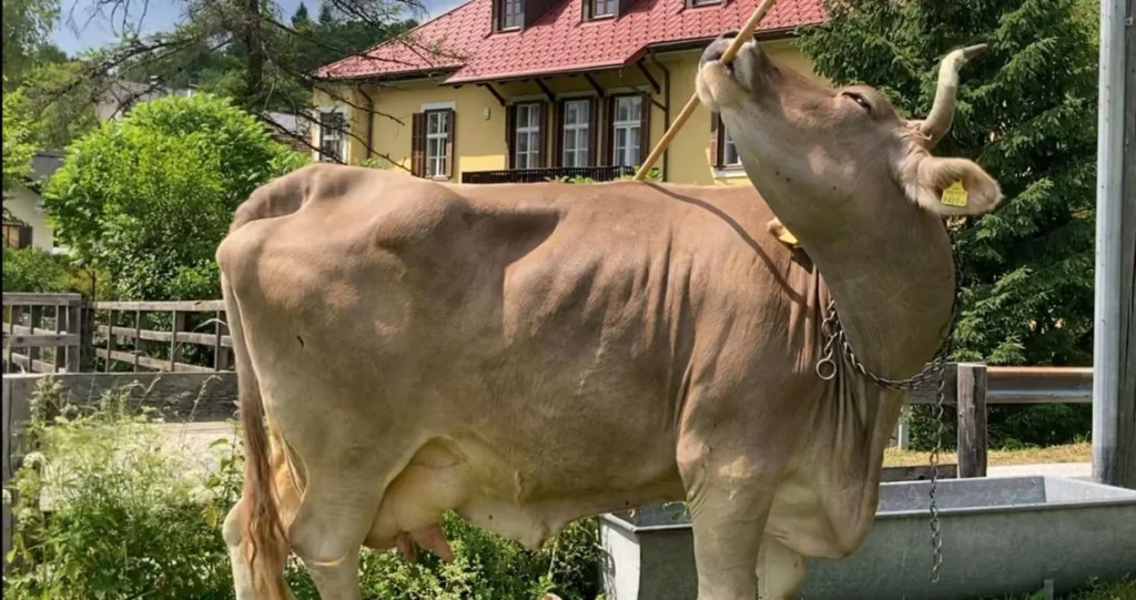 Naučnici zadivljeni umećem austrijske krave da se počeše metlom