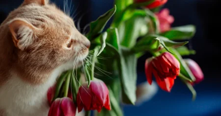 Sad je pravi trenutak da zasadite ovo cvijeće i da na proljeće uživate u bujnoj bašti