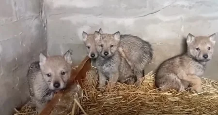 Za ne povjerovati: U BiH osvanuo oglas za pripitomljenu mladunčad vuka Za ne povjerovati: U BiH osvanuo oglas za pripitomljenu mladunčad vuka