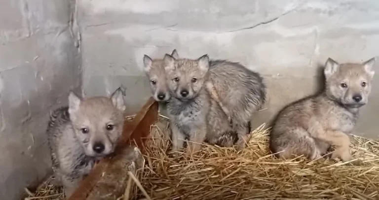 Za ne povjerovati: U BiH osvanuo oglas za pripitomljenu mladunčad vuka Za ne povjerovati: U BiH osvanuo oglas za pripitomljenu mladunčad vuka