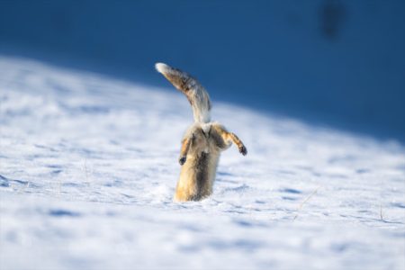 Lisice probijaju snijeg – Potraga za hranom u Karsu