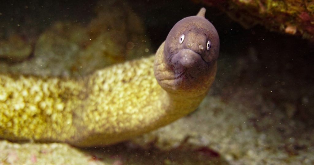 Nova baterija nadahnuta jeguljama je moćna i nema otrovnih materijala