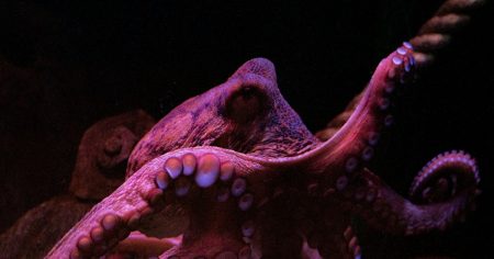 Umjetna fotonska koža koju je moguće programirati