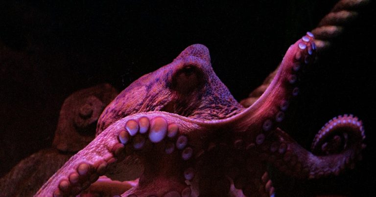 Umjetna fotonska koža koju je moguće programirati