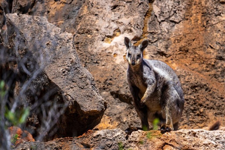 Kina i SAD u sukobu oko najbogatijeg svjetskog ležišta dva rijetka metala