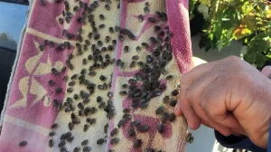 Mještani u ovom dijelu BiH ne znaju šta ih je snašlo: Invazija dabrova, danju i noću padaju stabla