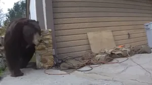 Slovački šumar preživio napad zvijeri: Ubijena medvjedica, pronađena tri mladunca