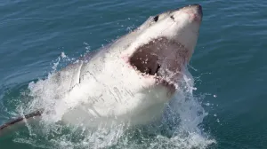 Mali heroj: Trinaestogodišnjak preplivao četiri kilometra i spasio porodicu tragične sudbine