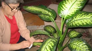 Od knjiga do društvenih mreža: Kako se znanje o vrtlarstvu promijenilo