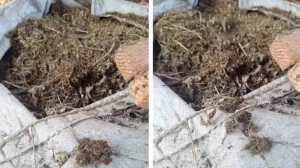 Droga na imanju firme povezane s Dodikom?! Pronađeno više od 130 kilograma marihuane