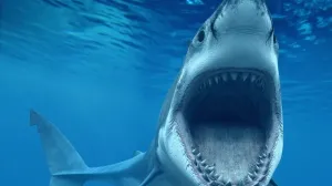 Šta se dešava? Na Tajlandu uginula 72 tigra nakon širenja misterioznog virusa