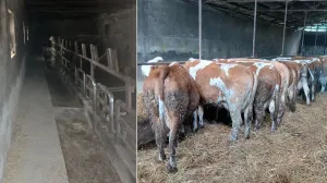 (VIDEO) Hit snimak: Krave pobjegle vlasniku pa prošetale prodavnicom bijele tehnike (VIDEO) Hit snimak: Krave pobjegle vlasniku pa prošetale prodavnicom bijele tehnike