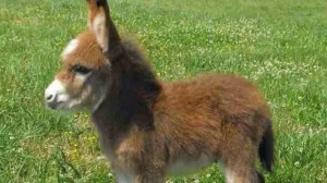 Viralni trend otkrio tajnu muškaraca: Evo o čemu vode bilješke – iznenadit ćete se