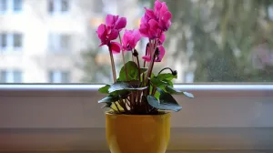 Godinama griješimo: Perete peškire i odjeću zajedno? Odmah prestanite, evo i zašto