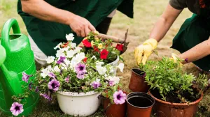 Ruže će vam cvjetati kao lude: Dodajte ovu prihranu u februaru i posmatrajte čudo