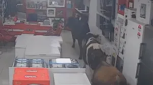 Samo rijetki mogu vidjeti obje životinje: Prva koju primijetite otkriva vašu skrivenu osobinu