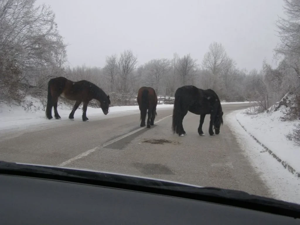 Livanjske konje moramo zaštititi: Krivolovci ih ubijaju da bi hranili pse…