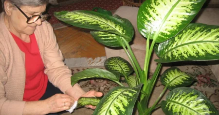 Štitaste uši i grinje opasni su štetnici