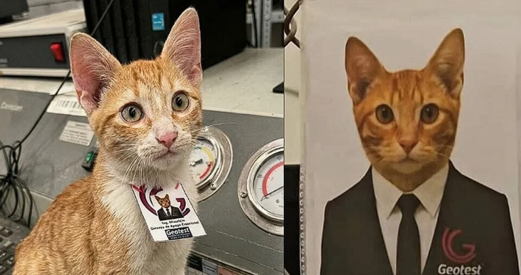 Vjerovali ili ne: Firma udomila mačka pa mu dala poziciju direktora – postoji objašnjenje