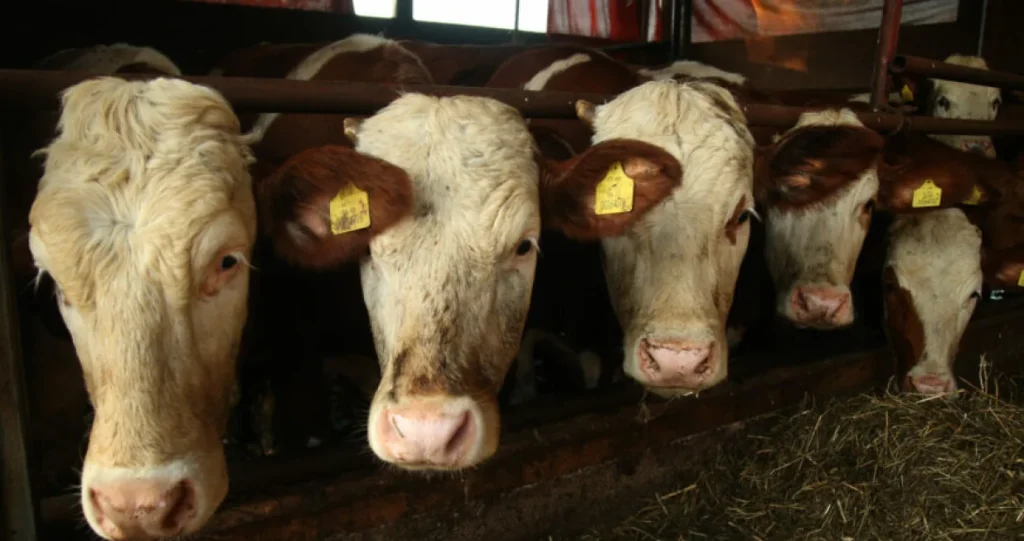 Ovo je država koja ima više krava nego ljudi