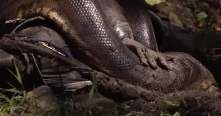 Pronađena najveća zmija na svijetu: Oboren Guinnessov rekord