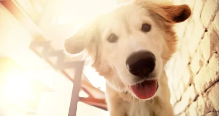 Investicija ili čista glupost: Ogrlica koja prevodi ljudski govor psima stigla u prodaju – košta papreno