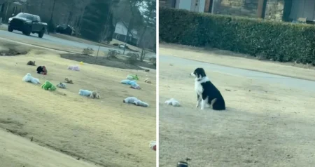 (VIDEO) Ovaj pas će vam popraviti raspoloženje: Čuvao stado plišanih igračaka