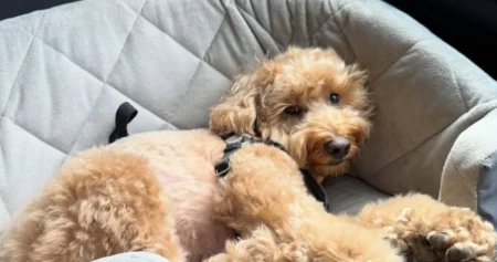 Veterinar upozorava: Kako osigurati mentalno zdravlje psa?