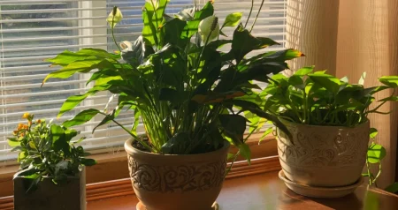 Idealni borci protiv vlage: Kućne biljke koje pročišćavaju zrak!
