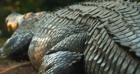 Fenomen prirode: Sa 123 godine Henry je najstariji poznati krokodil na svijetu i apsolutni div