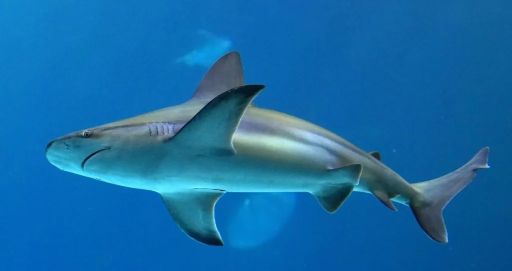 Velika ajkula snimljena u Jadranskom moruu: Druga najveća na svijetu, raste preko 10 metara