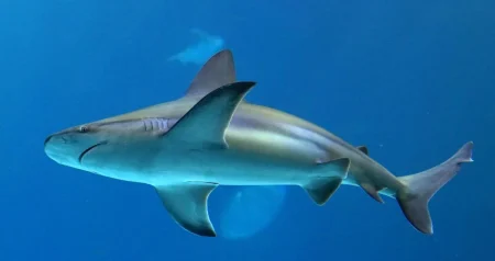 Velika ajkula snimljena u Jadranskom moruu: Druga najveća na svijetu, raste preko 10 metara