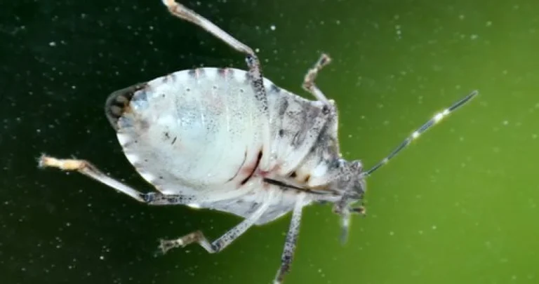 Trik koji morate probati: Ovo svi imate u kući, a tjera smrdljive martine zauvijek iz vašeg doma Trik koji morate probati: Ovo svi imate u kući, a tjera smrdljive martine zauvijek iz vašeg doma