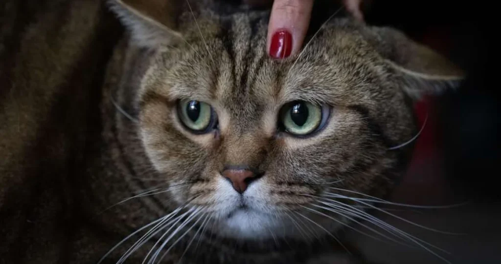 Znanstvenici potvrdili: Mačke nas zapravo ne trebaju