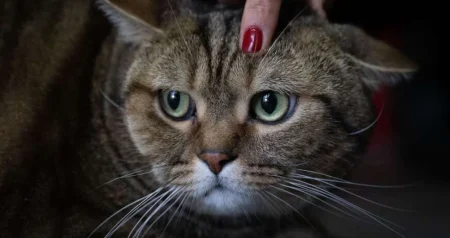 Znanstvenici potvrdili: Mačke nas zapravo ne trebaju