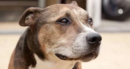 Žena mislila da je udomila terijera, a onda je dobila rezultate DNK testiranja