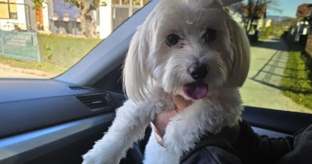 10 najaktivnijih pasmina koje se obožavaju šetati