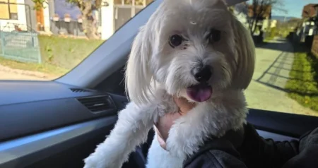 10 najaktivnijih pasmina koje se obožavaju šetati